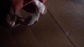 Chelah Horsdal feet photo 11