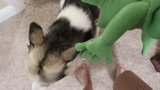 Chilly Jimenez feet photo thumbnail