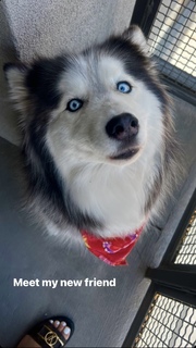 Cindy Tran feet photo thumbnail