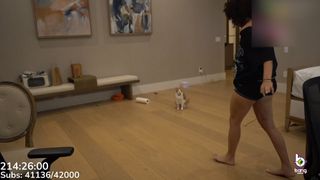 Cinnabrit feet photo 10