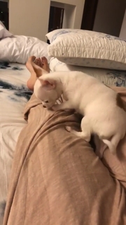 Cleo feet photo thumbnail