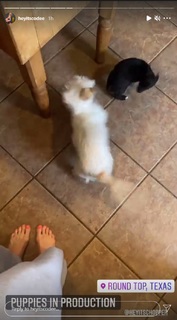 Cody Renee Cameron feet photo 20