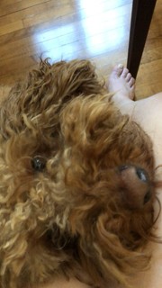 Coeur de pirate feet photo 11