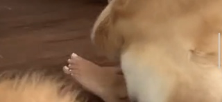 Courtney Budzyn feet photo 5