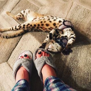 Cris Cyborg feet photo thumbnail