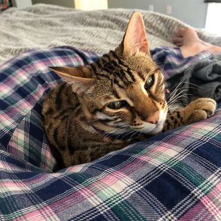 Cris Cyborg feet photo thumbnail