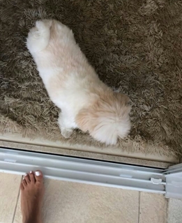 Dai Macedo feet photo 3