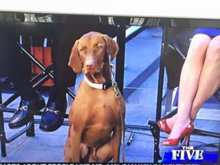 Dana Perino feet photo thumbnail