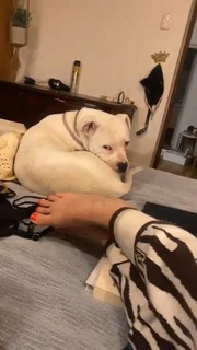 Dani Castro feet photo 19