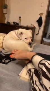 Dani Castro feet photo 18
