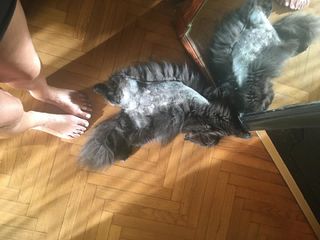 Daniela Cardone feet photo 4