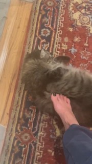 Daniella Pineda feet photo thumbnail