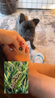 Danielle Noce feet photo 12