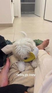 Danit Greenberg feet photo thumbnail