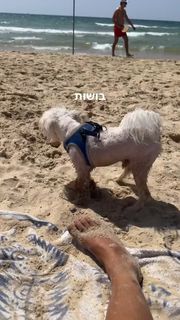 Danit Greenberg feet photo thumbnail