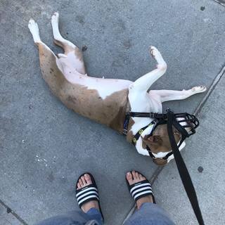 Dasha Nekrasova feet photo thumbnail