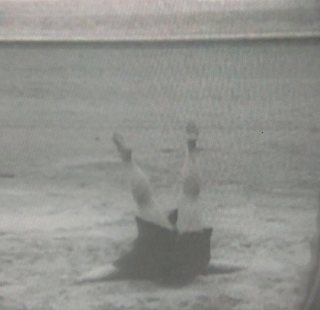 Dawn French feet photo 5