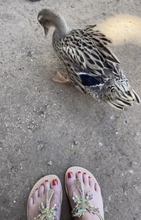 Dawn Marie Deibert feet photo 8