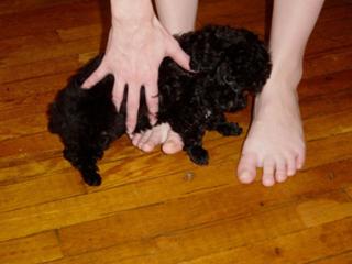 Diane Neal feet photo thumbnail