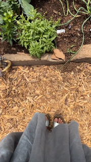 Dominika Paleta feet photo thumbnail