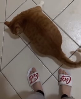 Eduarda Hippier feet photo thumbnail