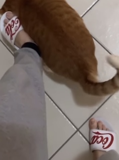 Eduarda Hippier feet photo thumbnail