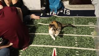 Elaina Keyes feet photo thumbnail