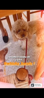 Elena Barolo feet photo thumbnail