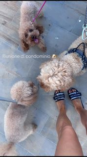 Elena Barolo feet photo 9