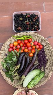 Elnaz Habibi feet photo thumbnail