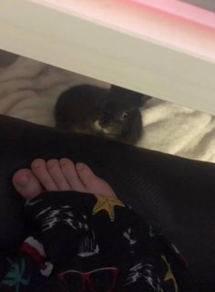 Emily 'Emiru' Schunk feet photo thumbnail