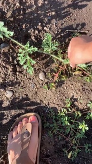 Emily Wears feet photo 1