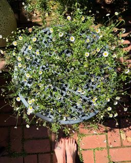 Ever Carradine feet photo 14