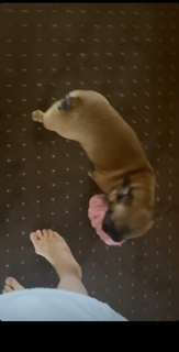 Evgenia Medvedeva feet photo 15