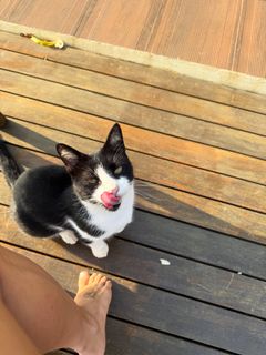 Fernanda de Freitas feet photo thumbnail