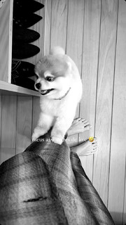 Fiorella Mattheis feet photo thumbnail