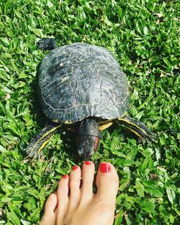 Flavia Palmiero feet photo thumbnail