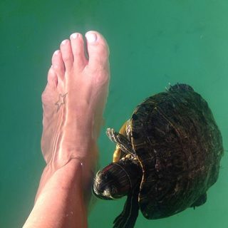 Flavia Palmiero feet photo thumbnail