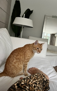 Flavia Palmiero feet photo thumbnail