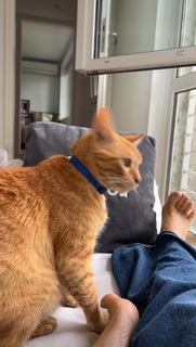 Flavia Palmiero feet photo thumbnail