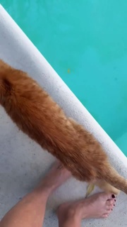 Flavia Palmiero feet photo thumbnail