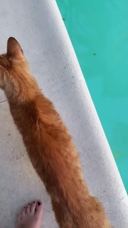 Flavia Palmiero feet photo thumbnail