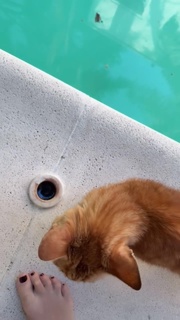 Flavia Palmiero feet photo thumbnail