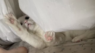 Flavia Sayuri feet photo thumbnail