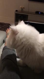 Gabi Castrovinci feet photo 12