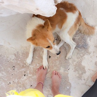 Gihan El Shamashergy feet photo 15