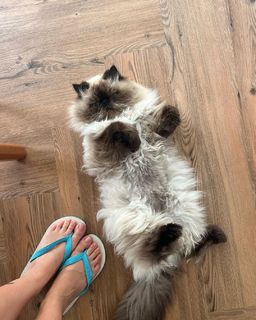 Giovanna Grigio feet photo thumbnail