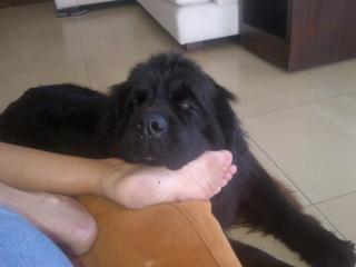 Gisela Dulko feet photo 11