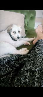 Gülben Ergen feet photo thumbnail