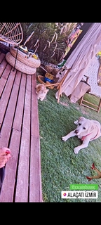 Gülben Ergen feet photo thumbnail